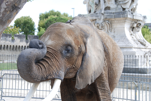 location animaux cinéma