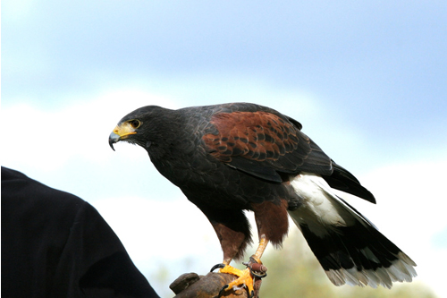 location animaux cinéma